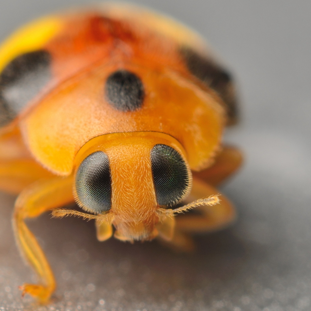 Yellow Ladybug for 1024 x 1024 iPad resolution