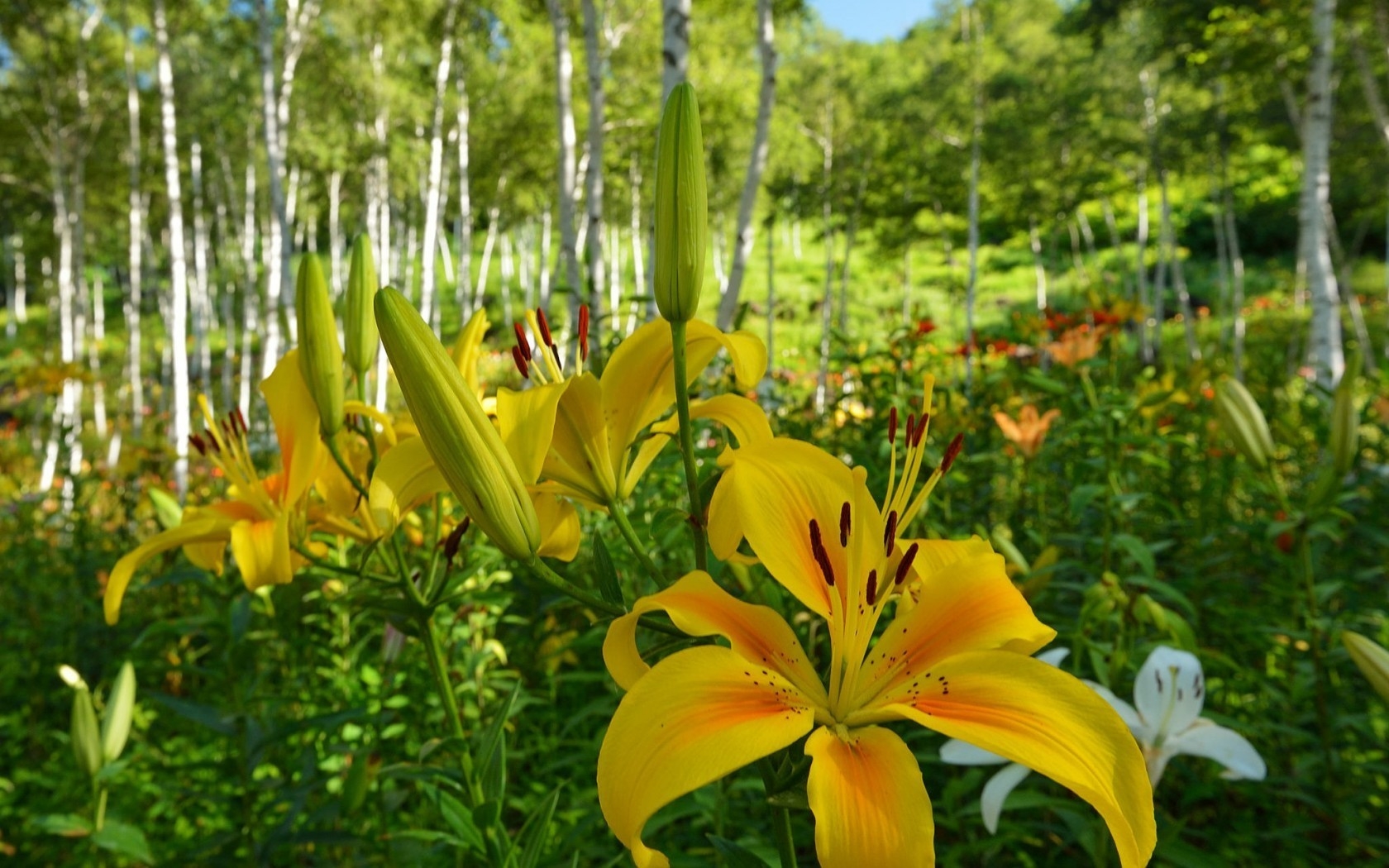Yellow Lilies for 1680 x 1050 widescreen resolution