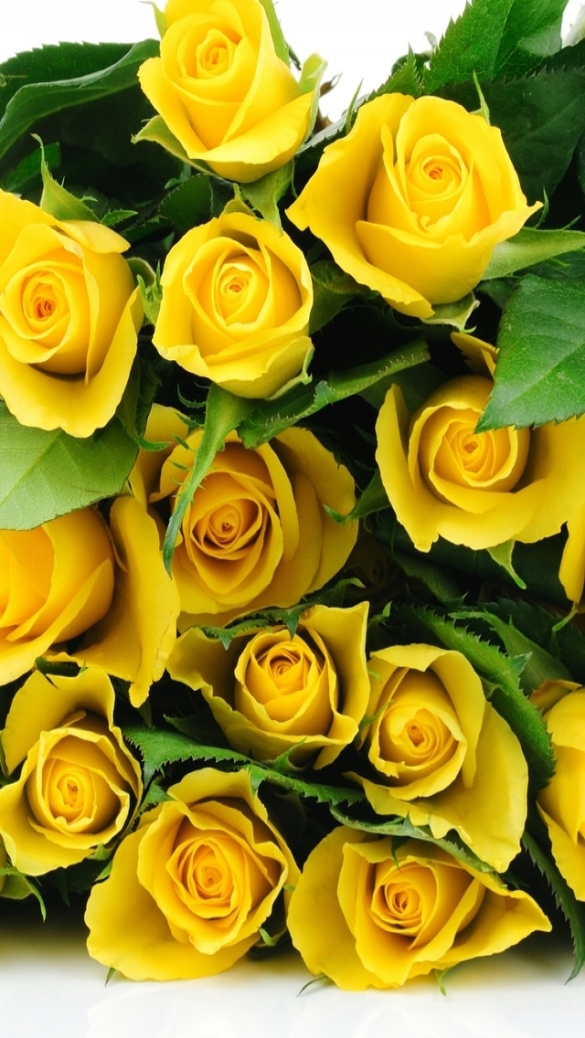 Yellow Roses Bucket for 640 x 1136 iPhone 5 resolution