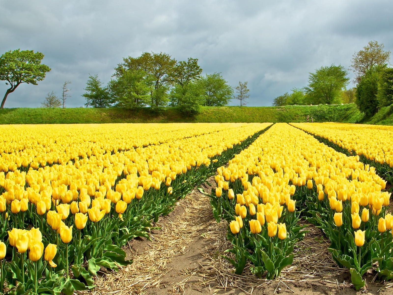 Yellow Tulips Field for 1600 x 1200 resolution