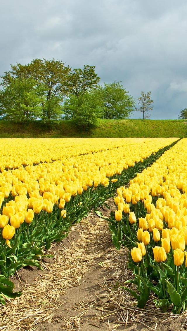 Yellow Tulips Field for 640 x 1136 iPhone 5 resolution
