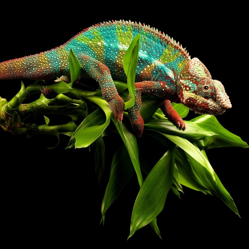 Young Chameleon for 1024 x 1024 iPad resolution