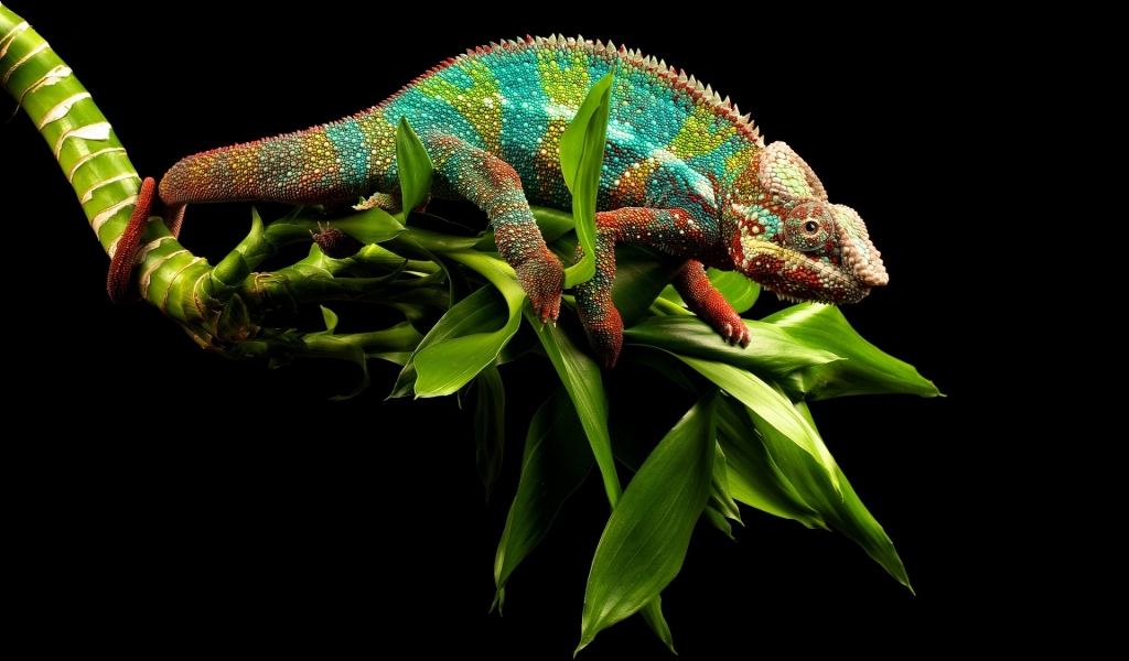 Young Chameleon for 1024 x 600 widescreen resolution
