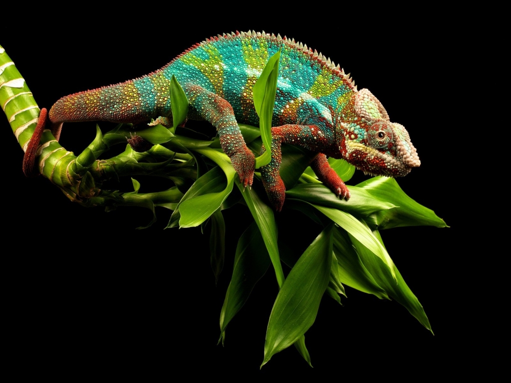 Young Chameleon for 1024 x 768 resolution
