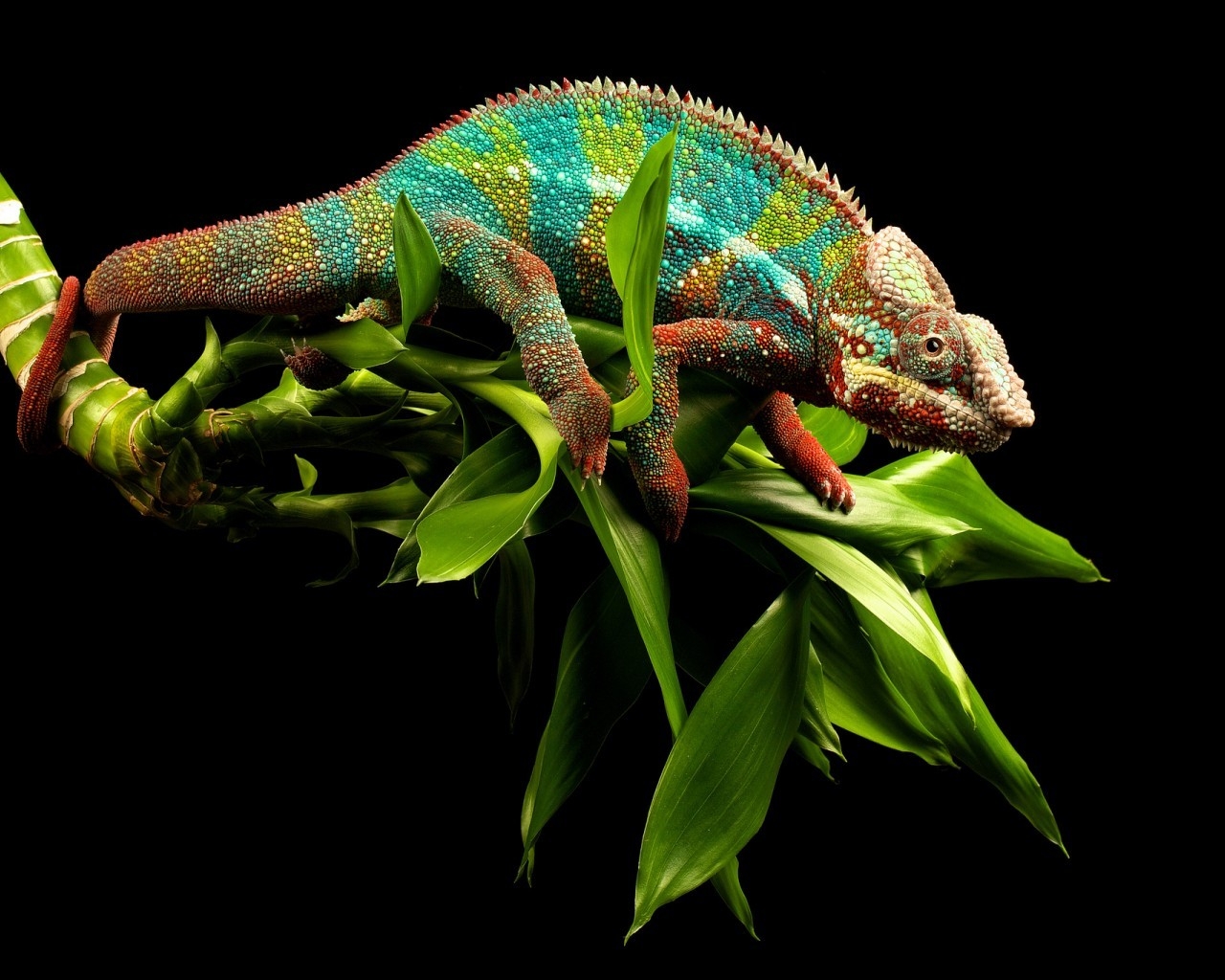 Young Chameleon for 1280 x 1024 resolution