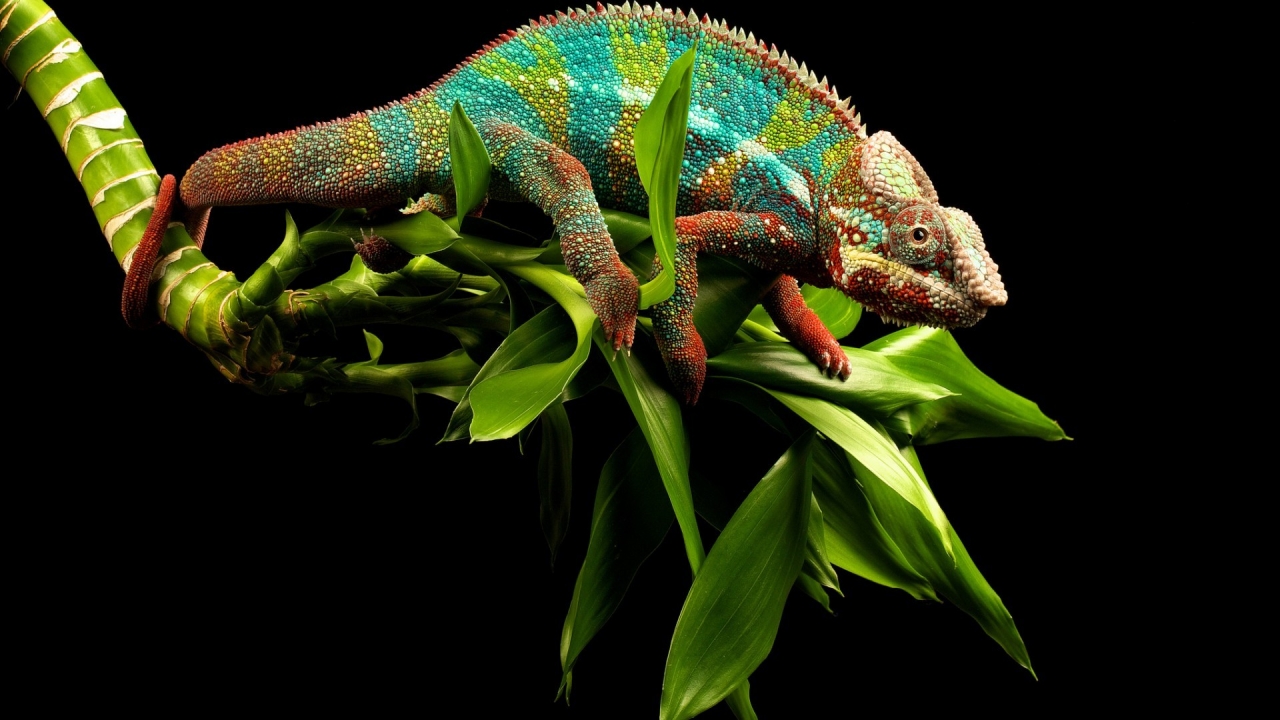 Young Chameleon for 1280 x 720 HDTV 720p resolution