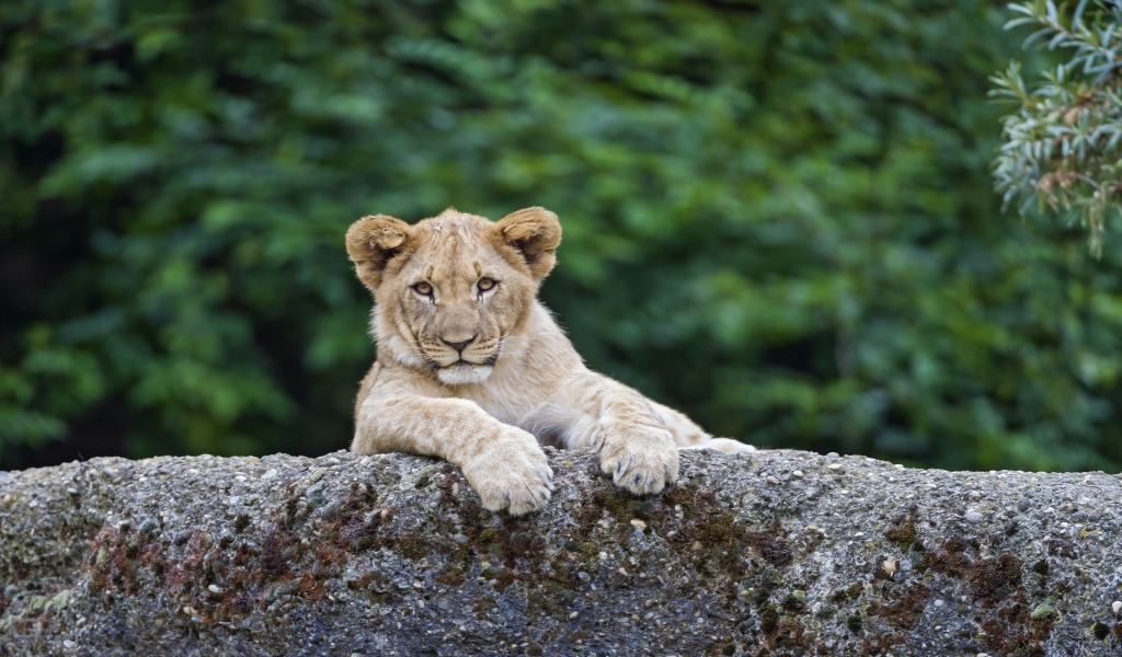 Young Cute Lion for 1024 x 600 widescreen resolution