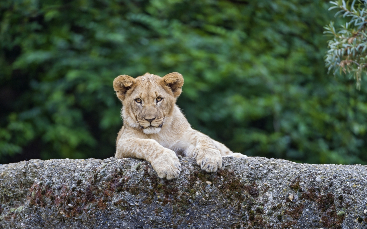 Young Cute Lion for 1280 x 800 widescreen resolution