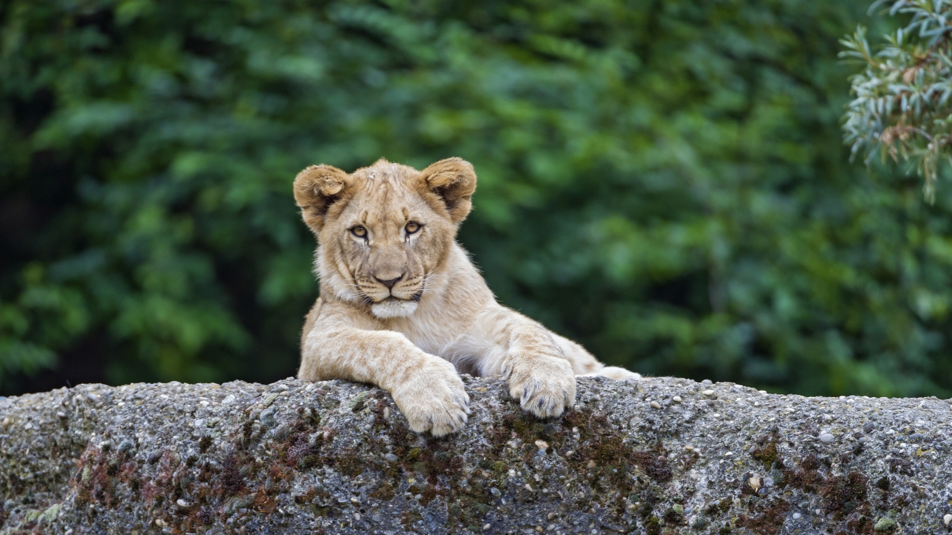 Young Cute Lion for 1366 x 768 HDTV resolution