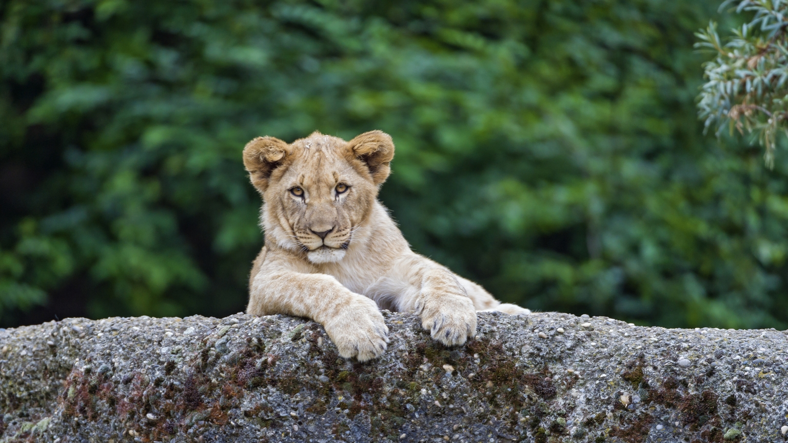 Young Cute Lion for 1536 x 864 HDTV resolution