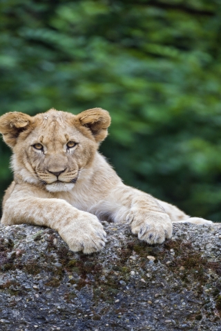 Young Cute Lion for 320 x 480 iPhone resolution