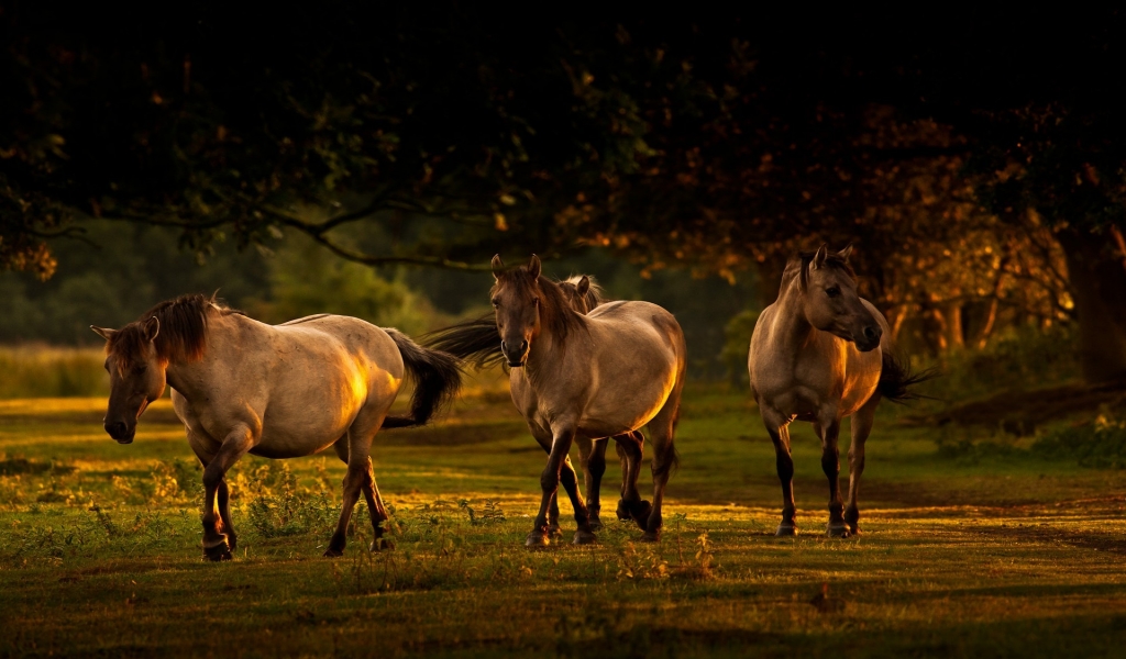 Young Horses for 1024 x 600 widescreen resolution
