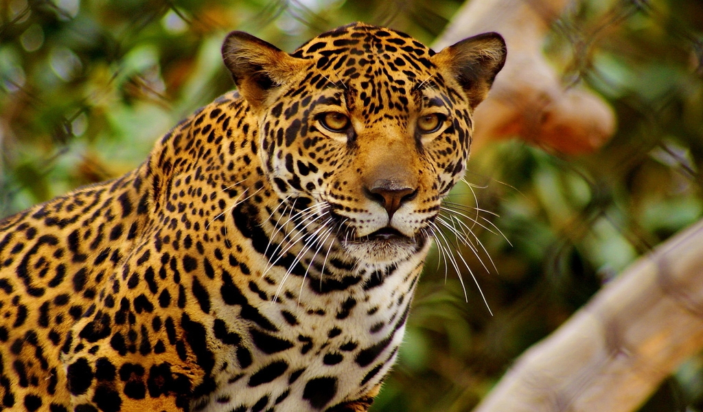 Young Jaguar for 1024 x 600 widescreen resolution