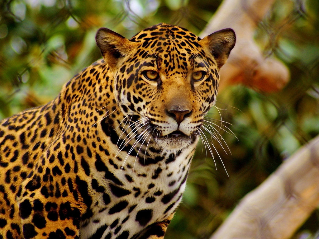 Young Jaguar for 1024 x 768 resolution