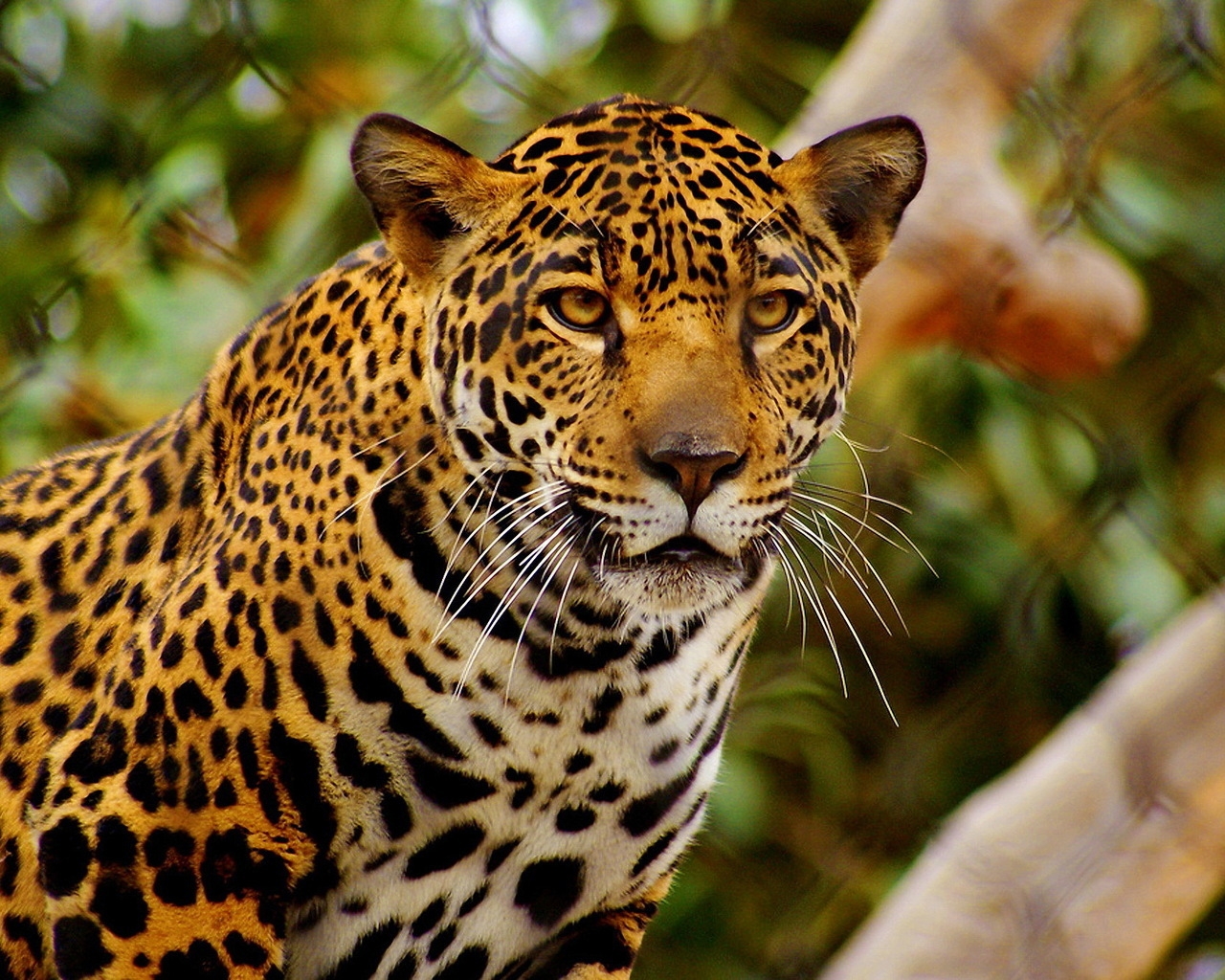 Young Jaguar for 1280 x 1024 resolution