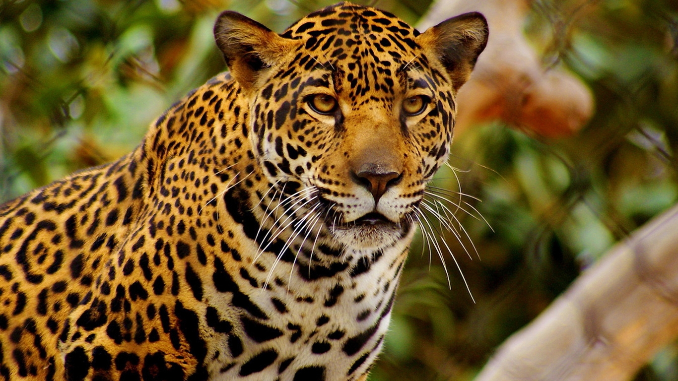 Young Jaguar for 1366 x 768 HDTV resolution