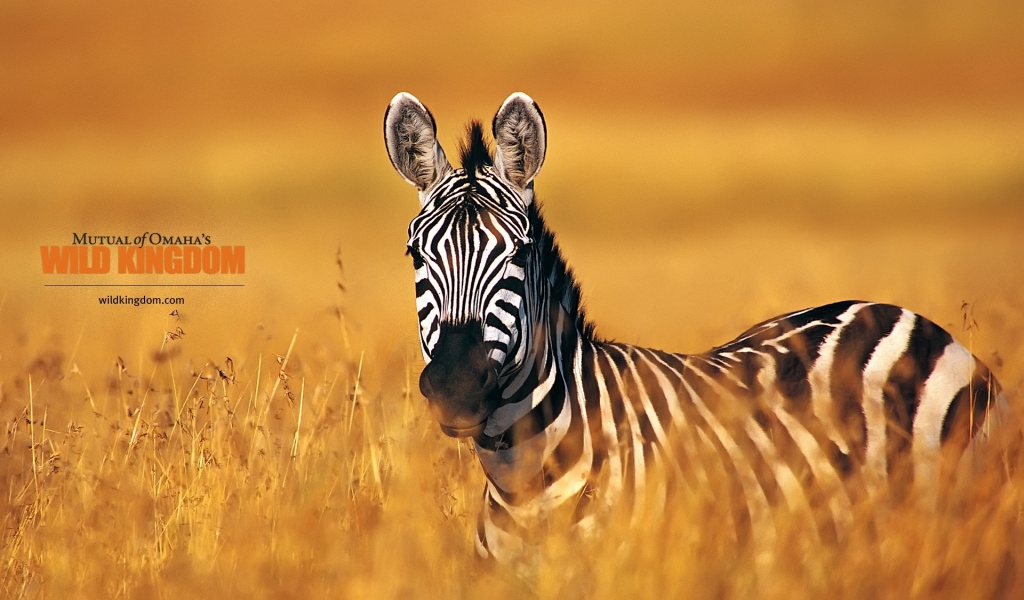 Zebra for 1024 x 600 widescreen resolution