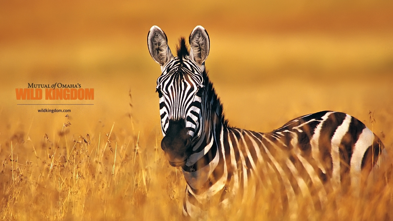 Zebra for 1366 x 768 HDTV resolution