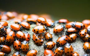 Lady bugs wallpaper