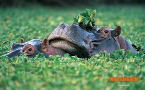 Hippos wallpaper