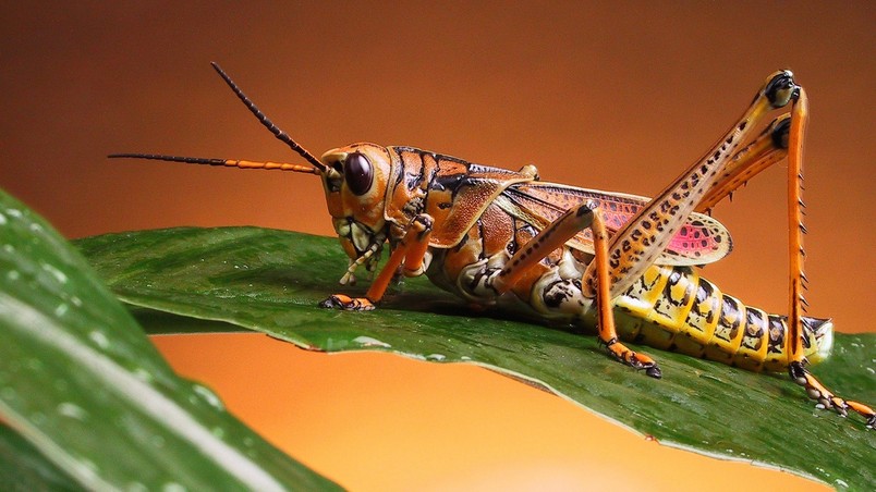 Locust wallpaper