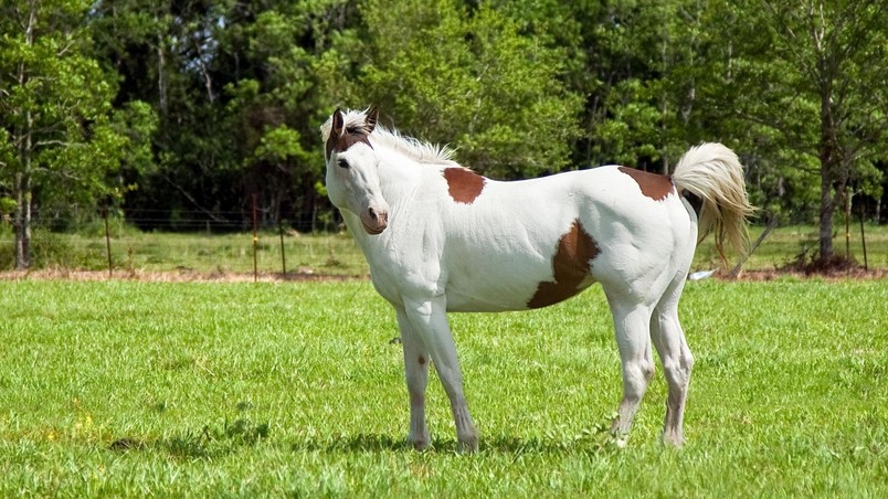 White and Brown Horse wallpaper
