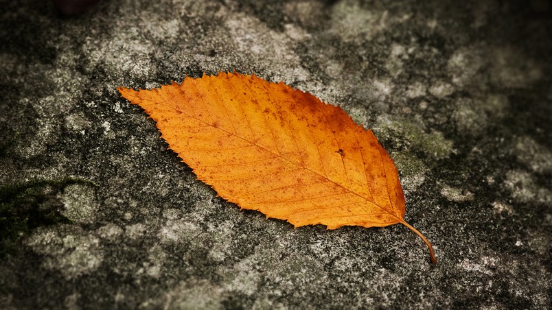 Fallen Leaf wallpaper