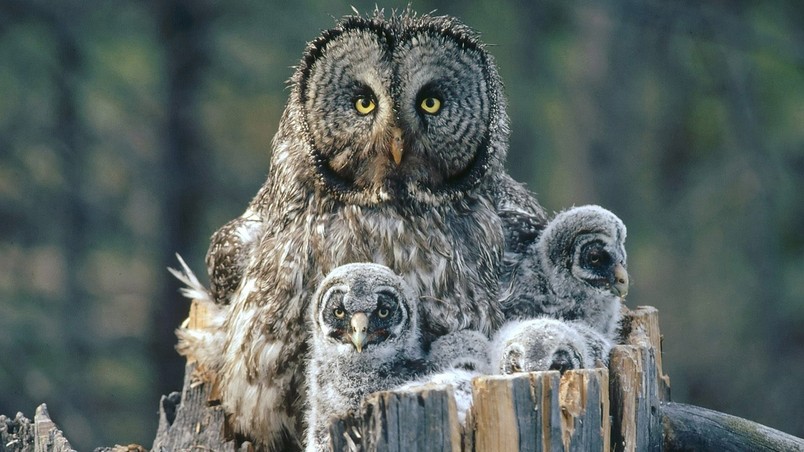Owl Family Background wallpaper