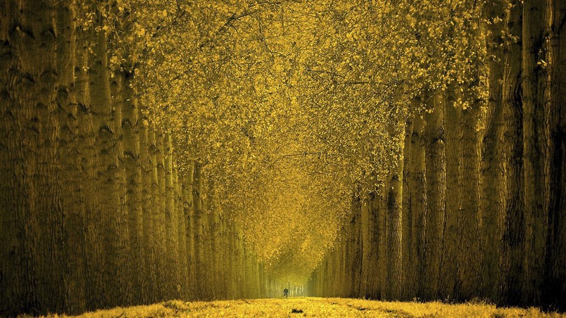 Beautiful Autumn Trees wallpaper