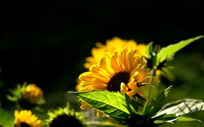 Beautiful Sunflower wallpaper