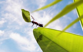 Powerful Ant wallpaper