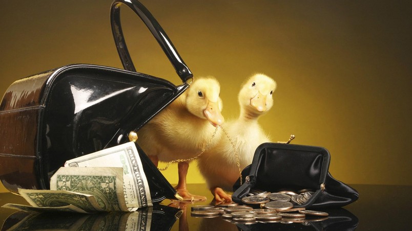 Ducklings with purse and money wallpaper