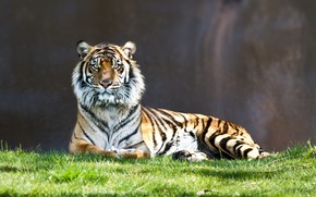 Tiger Thinking wallpaper