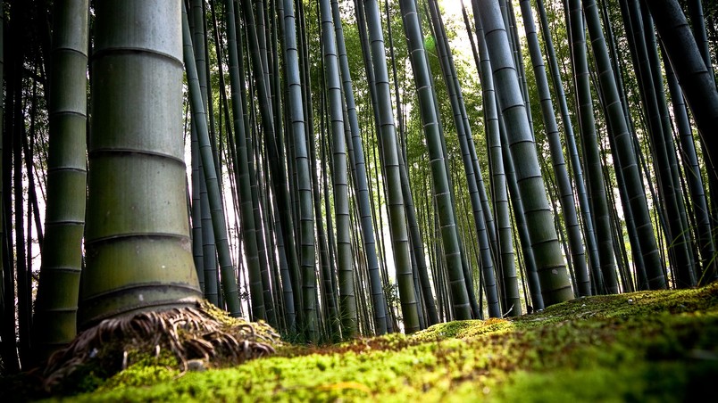 Forest Bamboo wallpaper