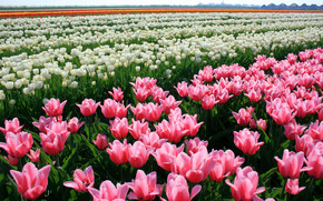 Tulips Field wallpaper