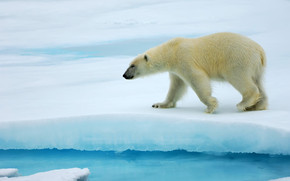 Polar Bear Alone wallpaper