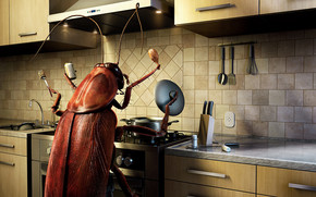 Bug Cooking wallpaper