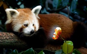 Red Panda Firefox wallpaper