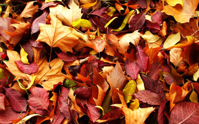 Autumn Carpet wallpaper