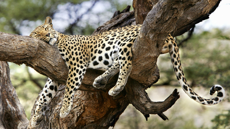 Leopard Sleeping wallpaper