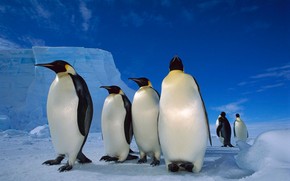 Happy Penguins Family wallpaper