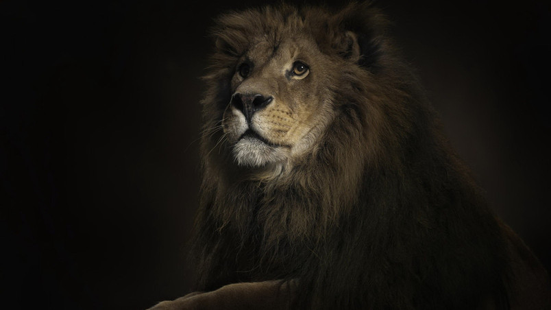 Seriously Lion King wallpaper