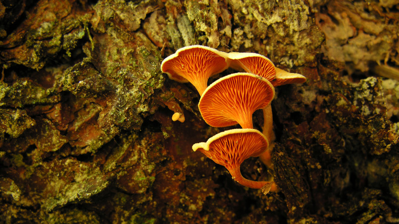 Orange mushrooms wallpaper