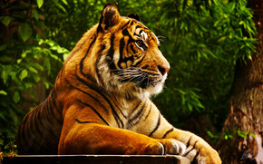 Quiet Tiger wallpaper