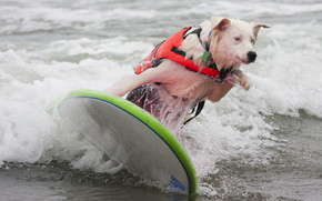 Dog Surfing wallpaper