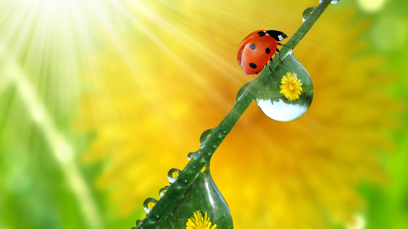 Beautiful ladybug wallpaper