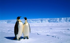 Penguins in Antarctica wallpaper