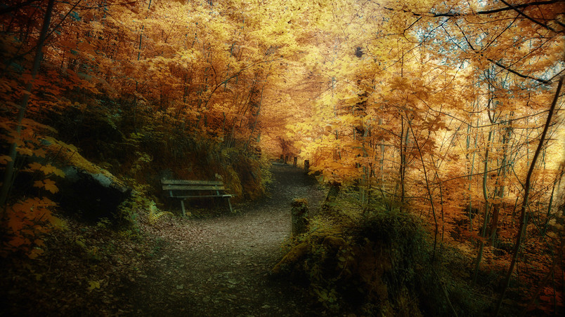 Superb Autumn forest landscape wallpaper