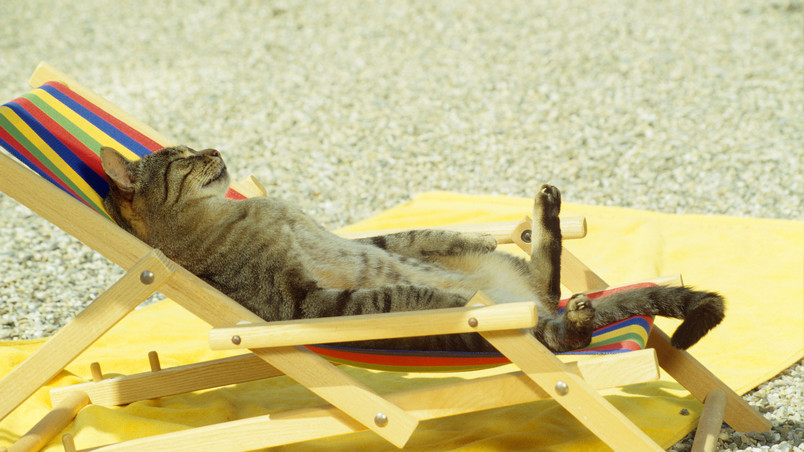 Cat relaxing on lounge chair wallpaper
