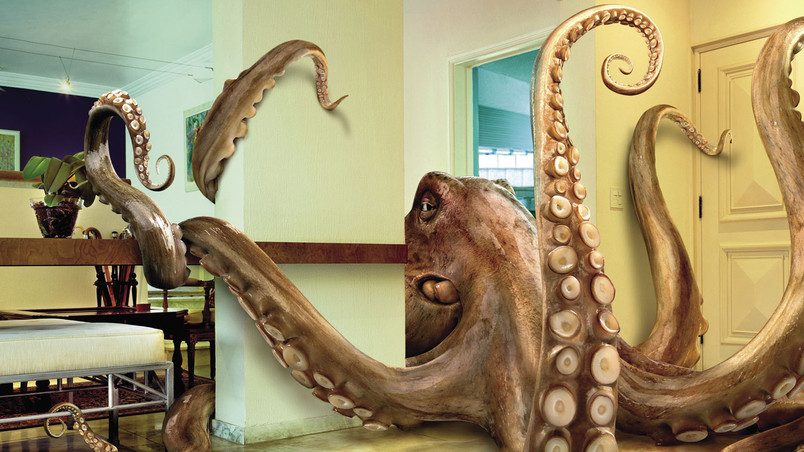Octopus wallpaper